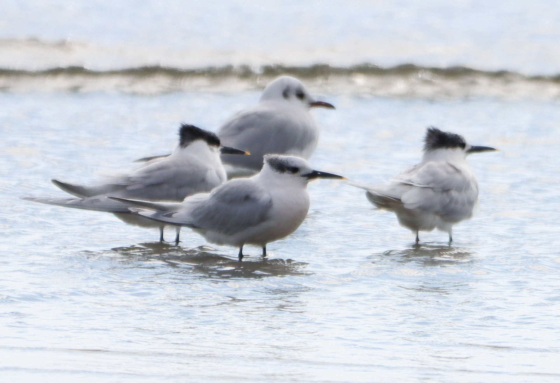 Sandwich Tern