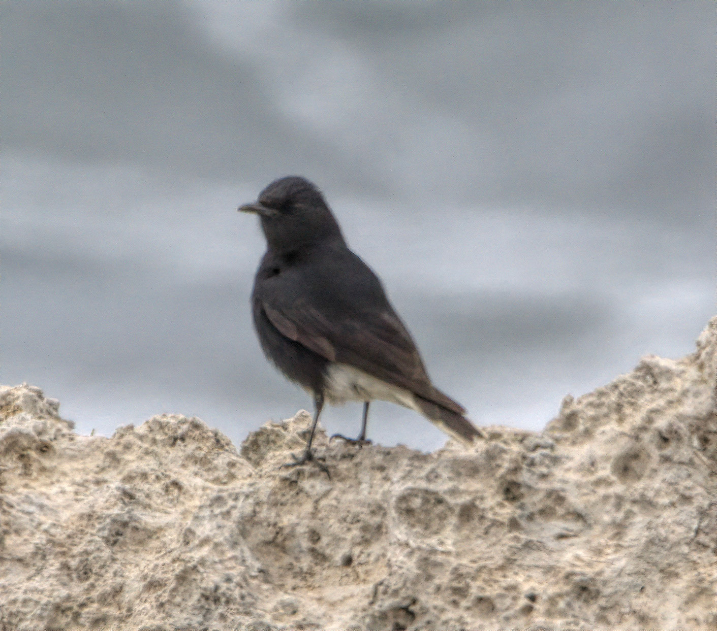 White-crowned Wheatear