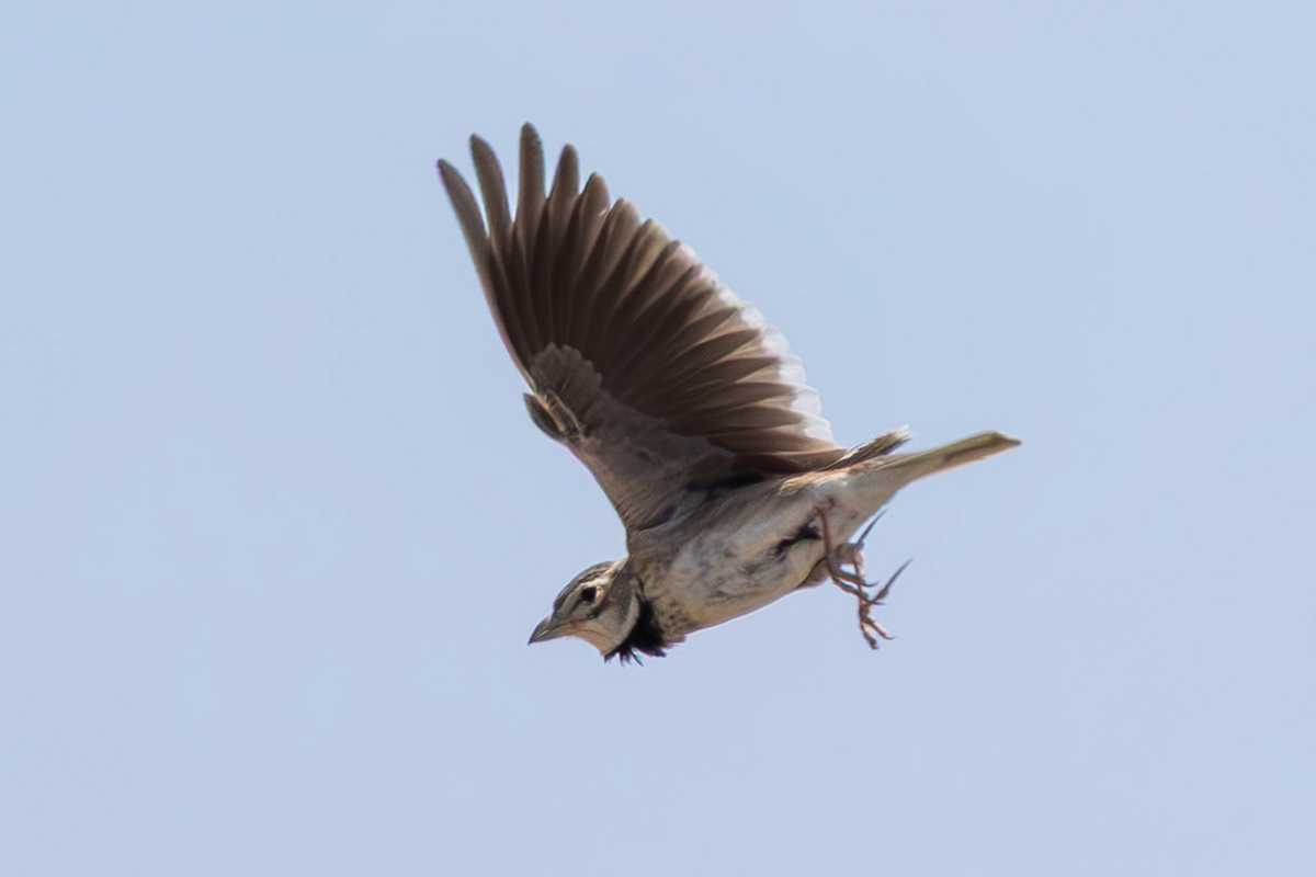 Calandra Lark