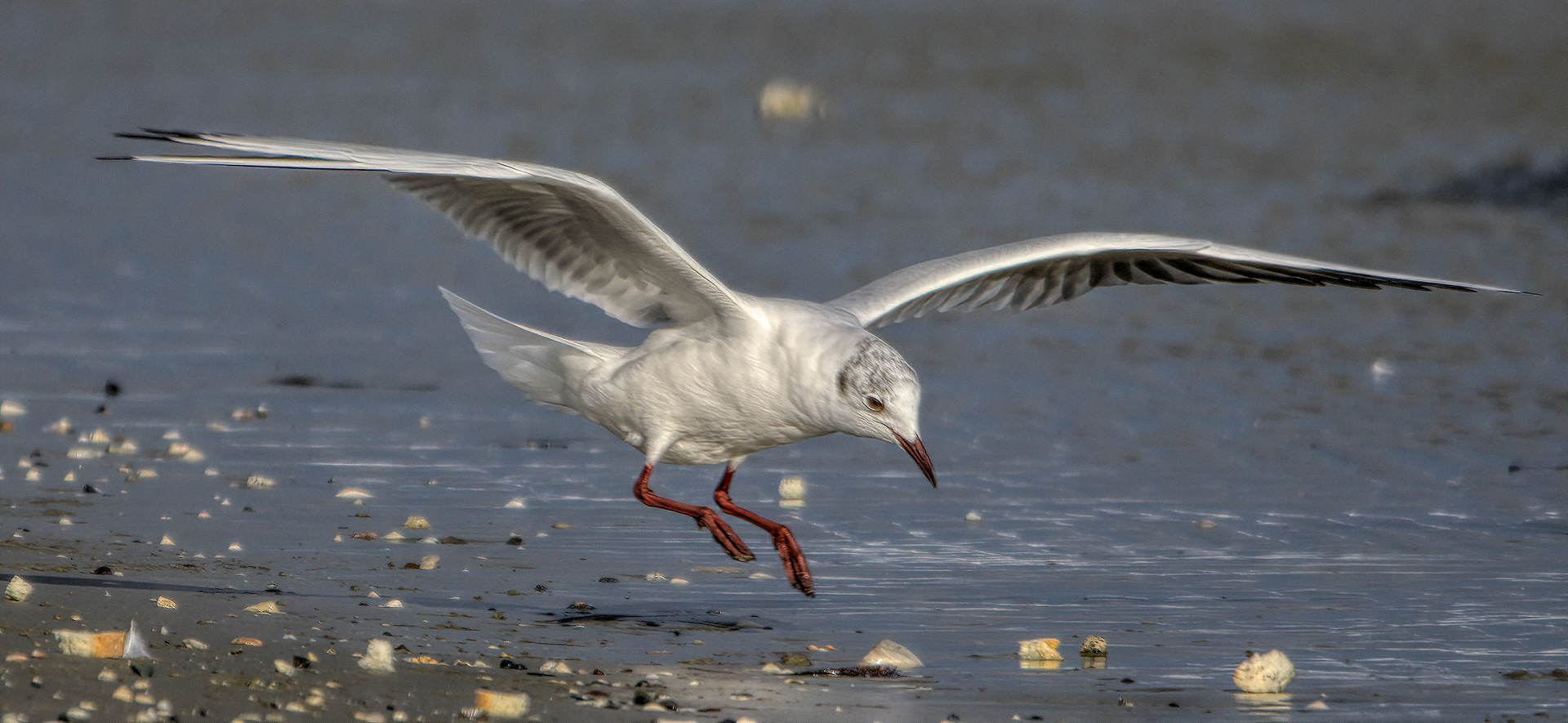 Black=headed Gull