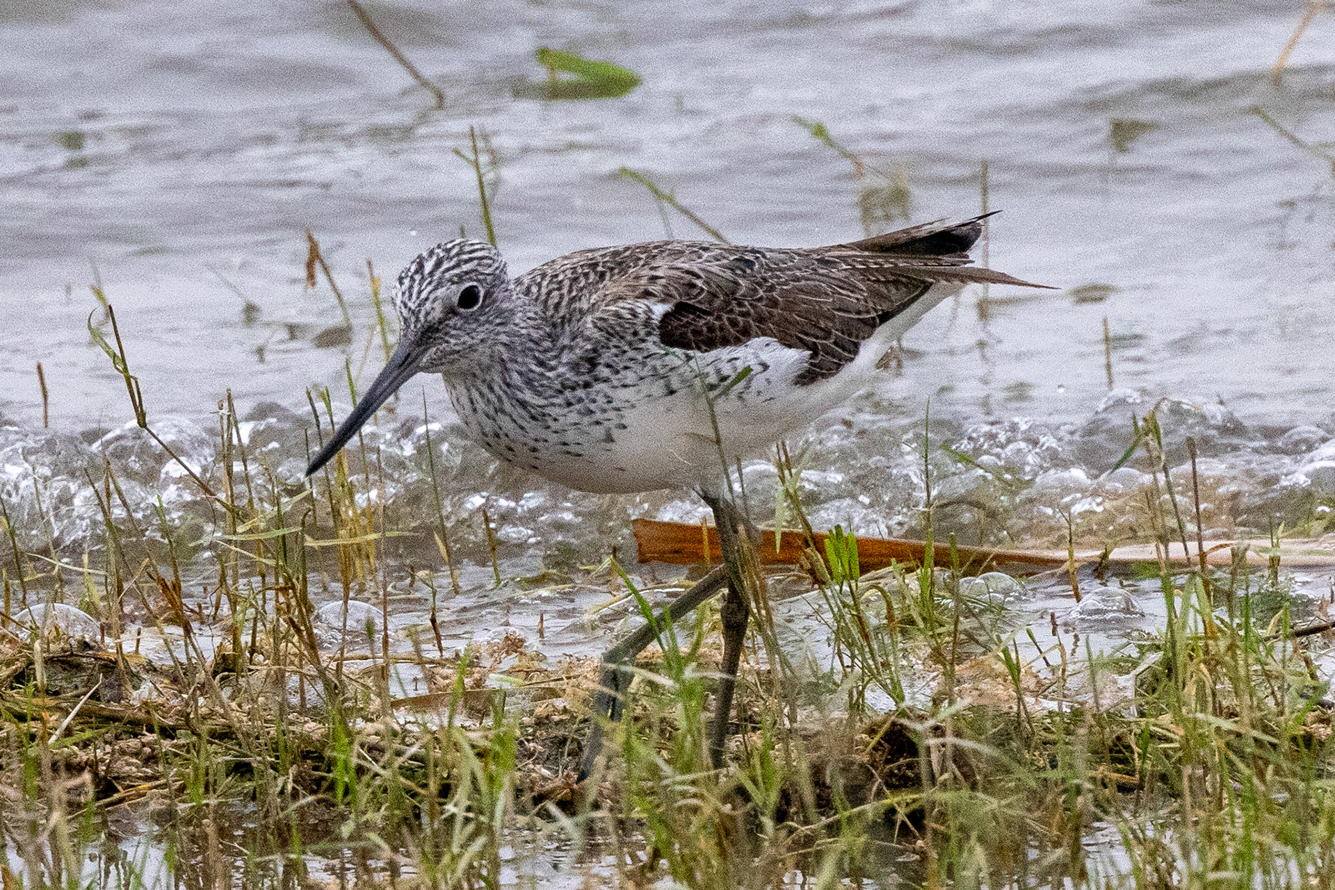 Greenshank