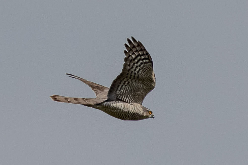 Sparrowhawk
