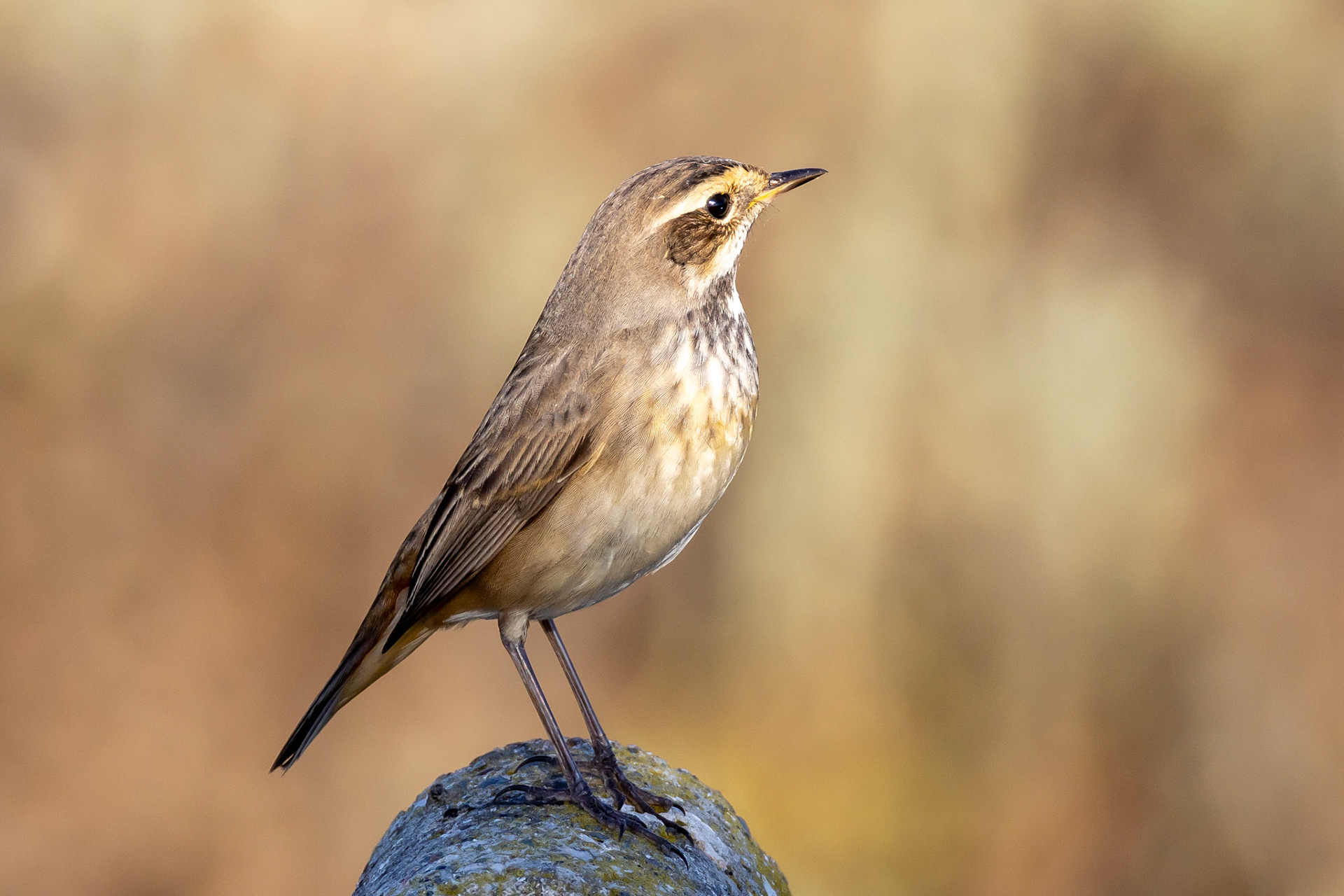 Bluethroat fem