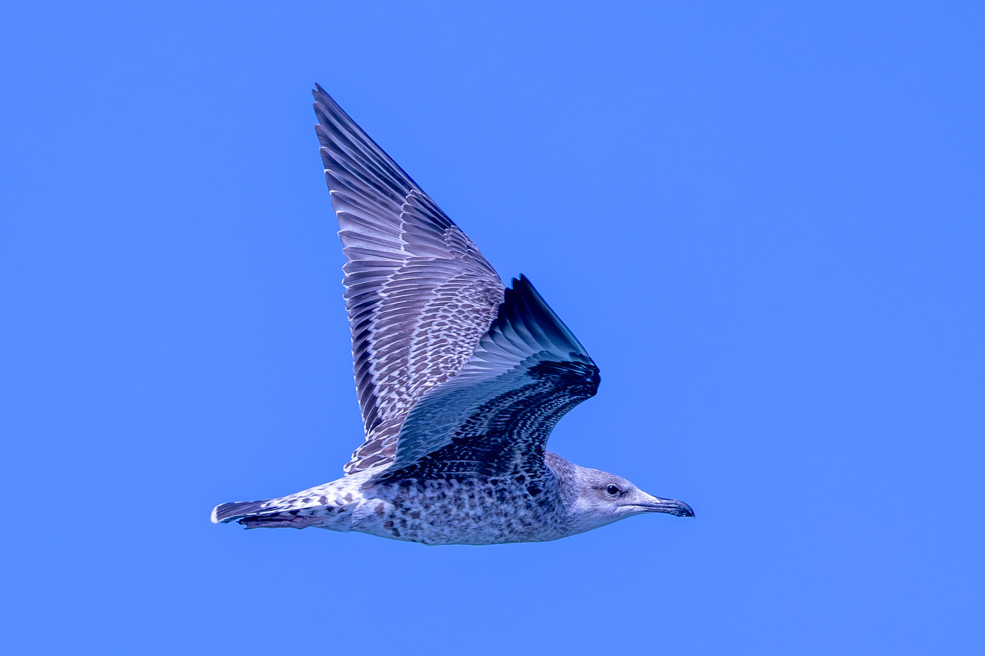 Yellow-legged Gull
