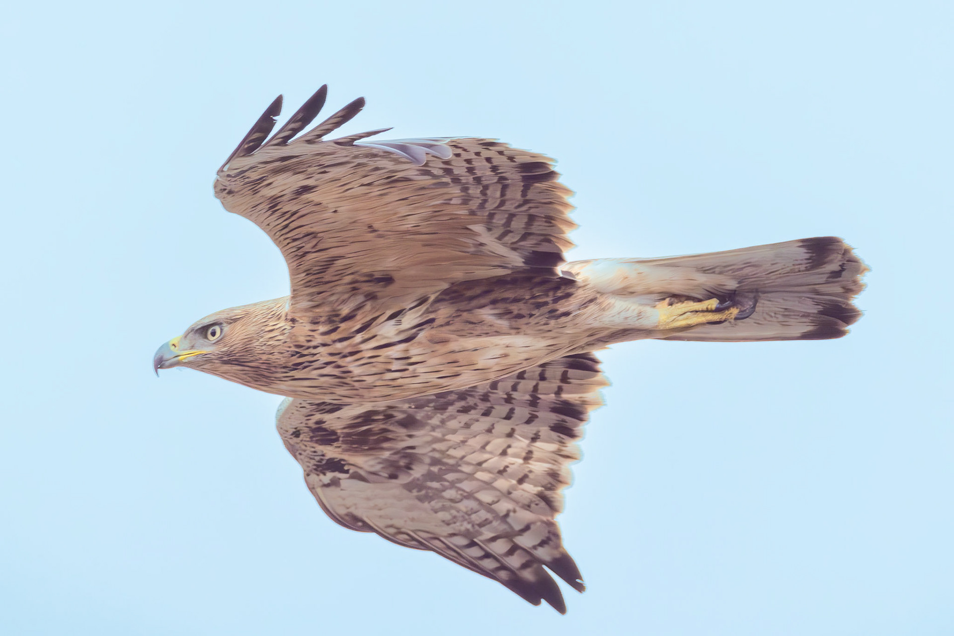Bonelli's Eagle