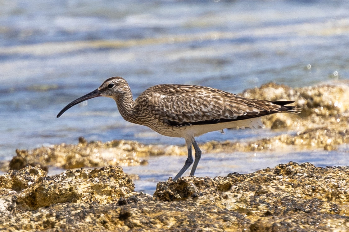 Whimbrel