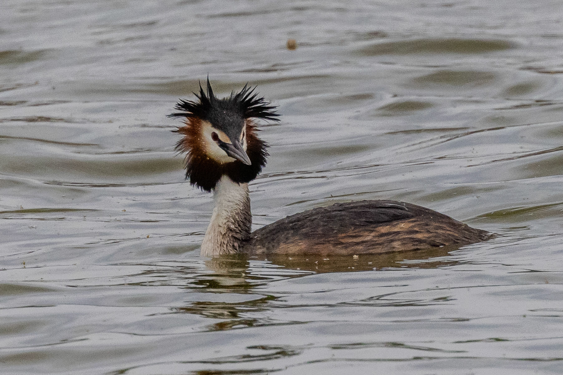 Great-crested Grebe