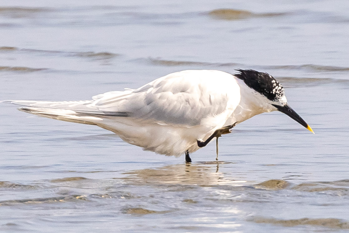 Sandwich Tern