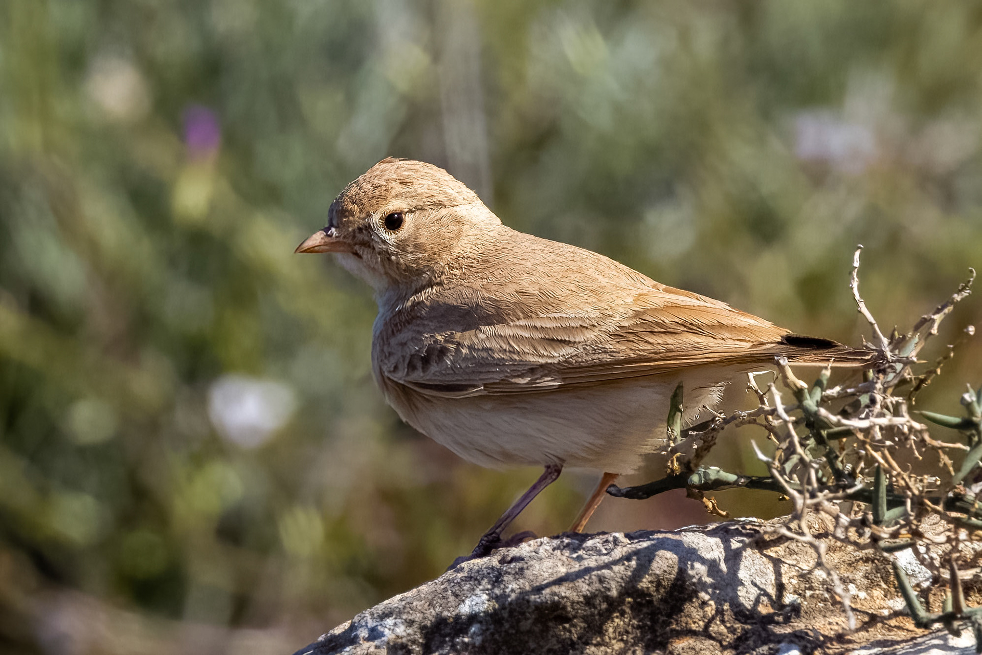 Bar-tailed Lark