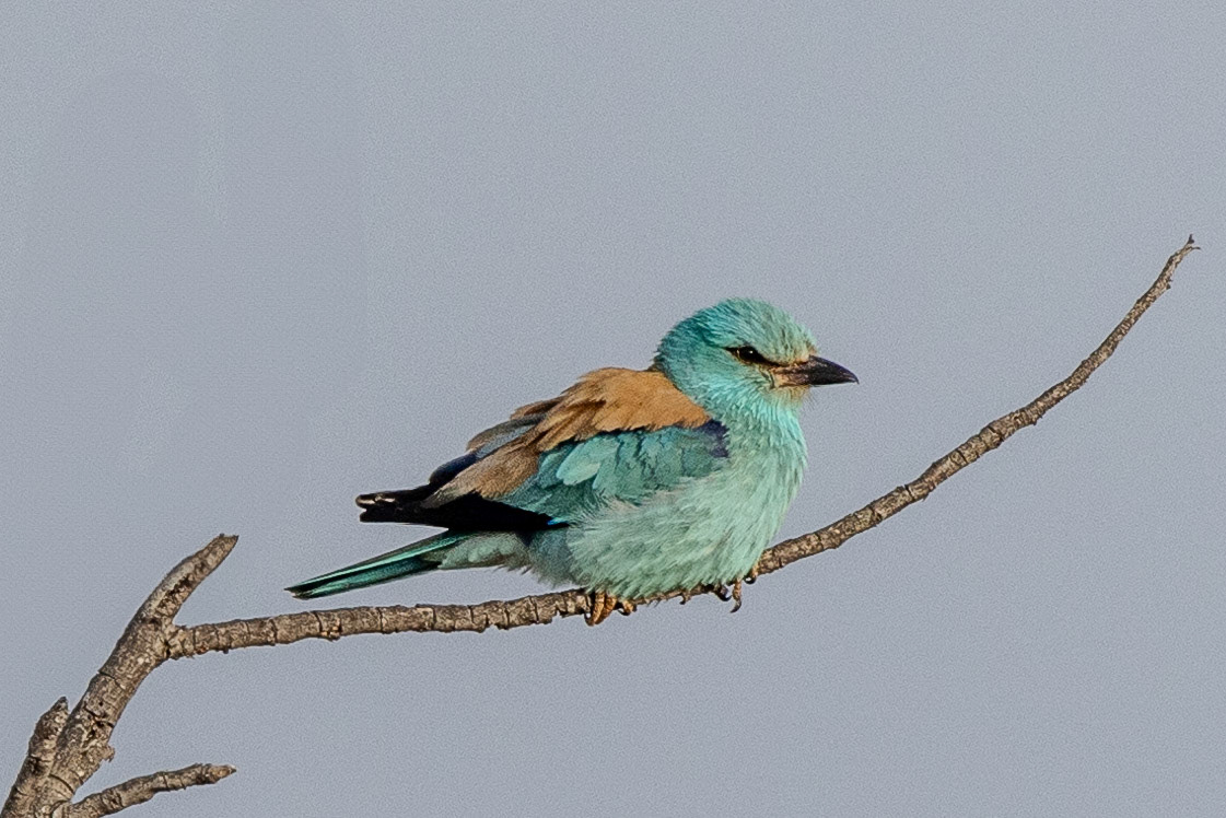 Roller