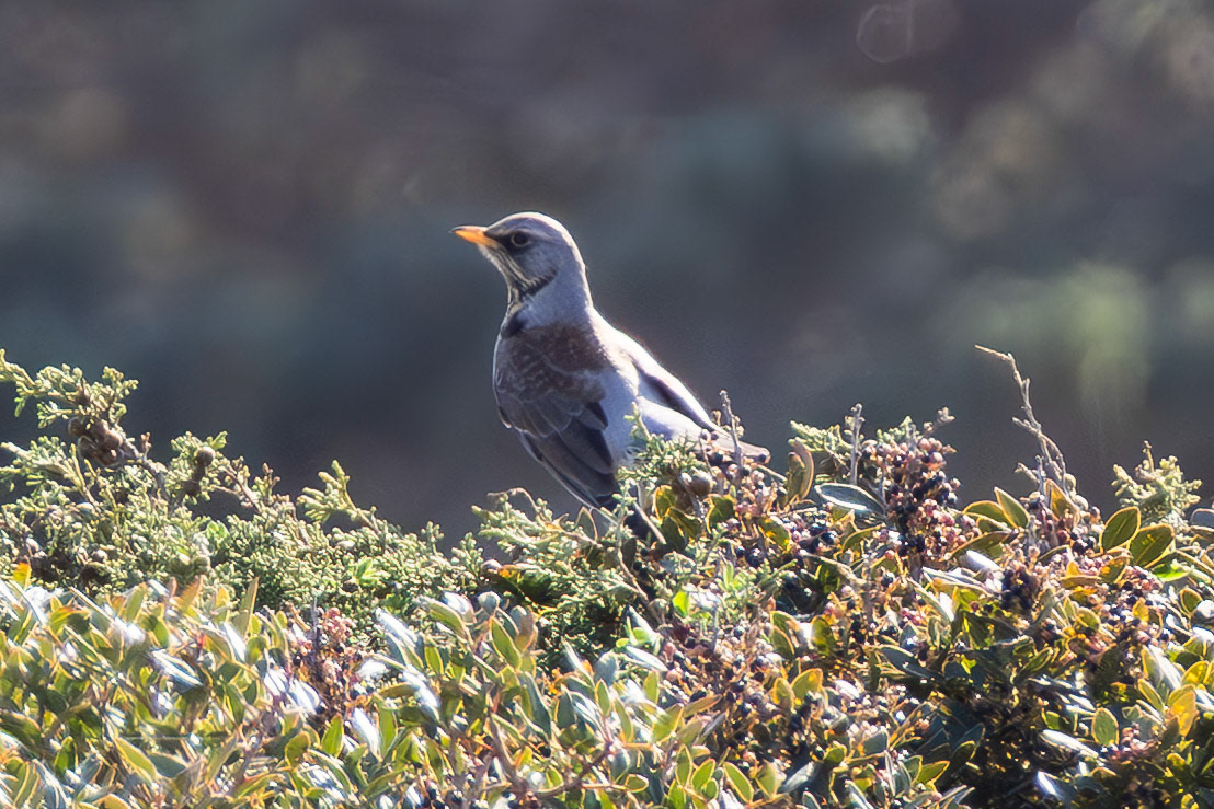 Fieldfare