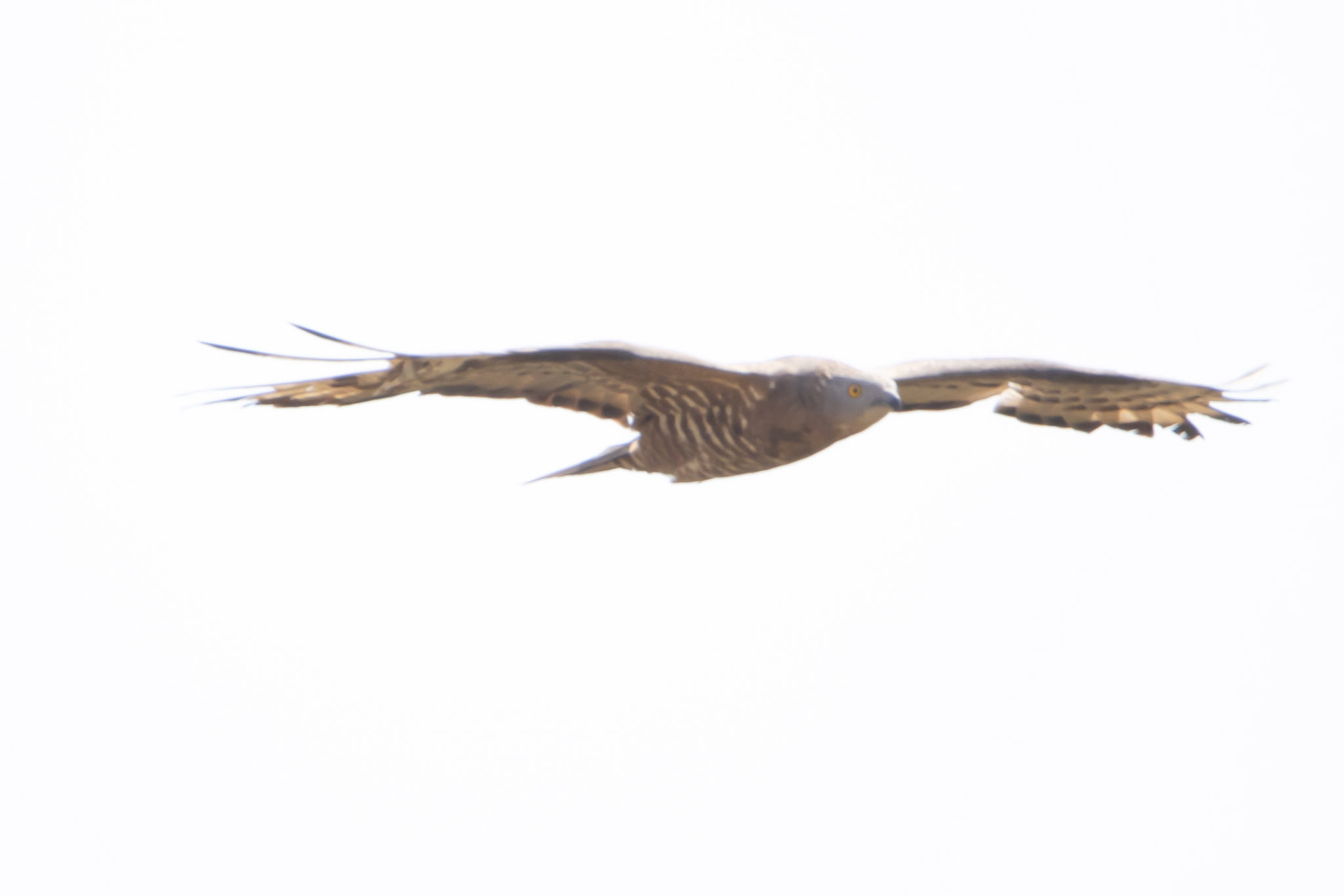 Honey Buzzard