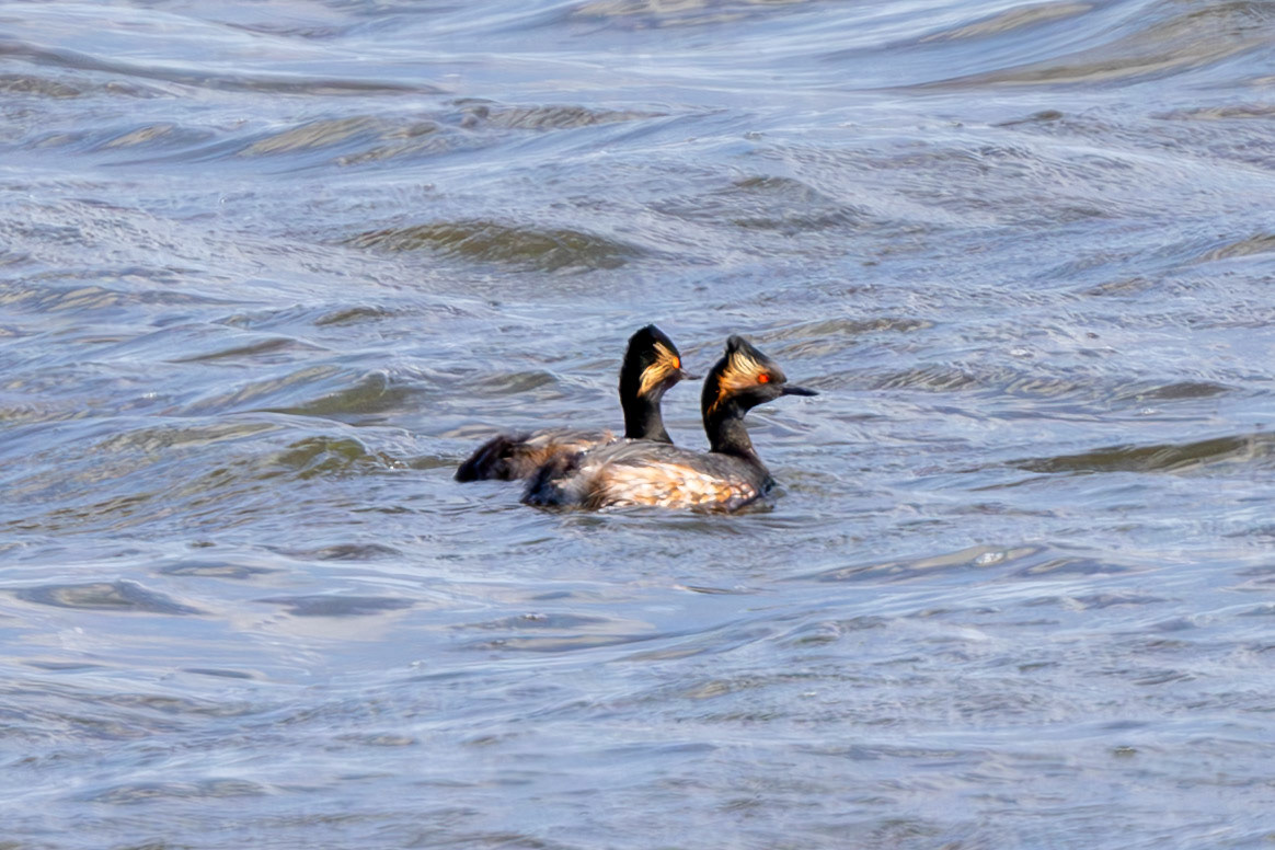 Black-necked Grebe