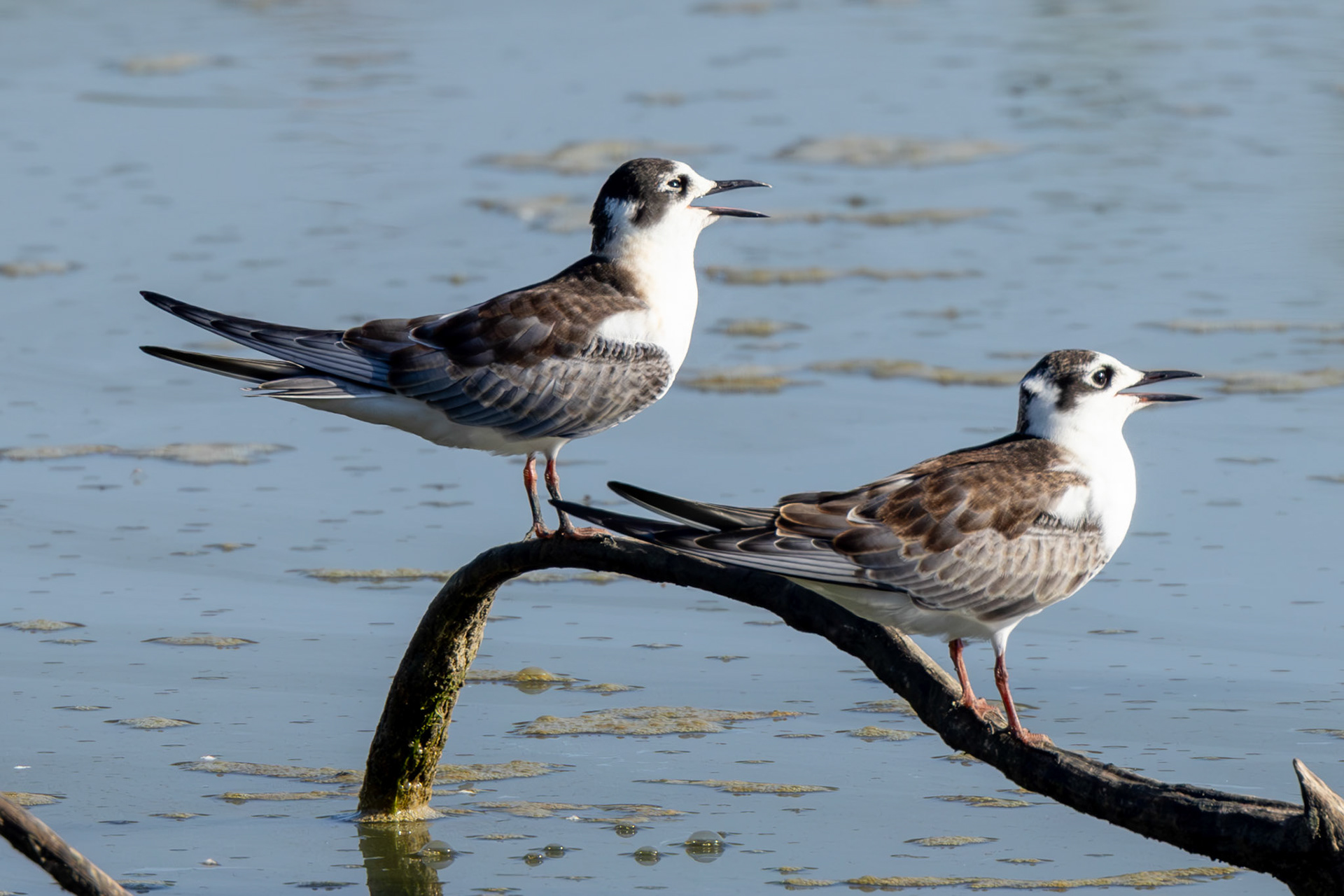 Whiskered Tern
