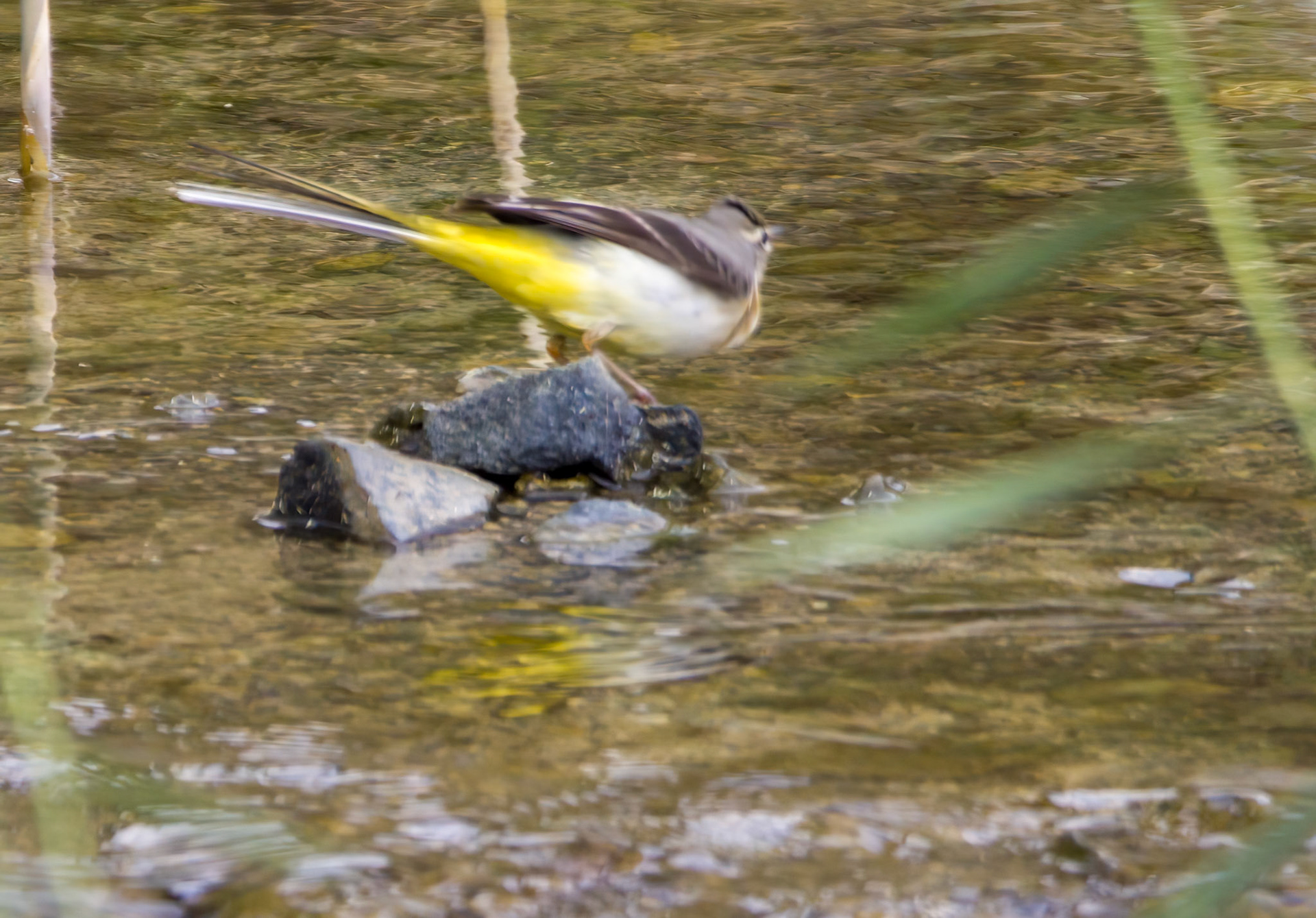 Grey Wagtail