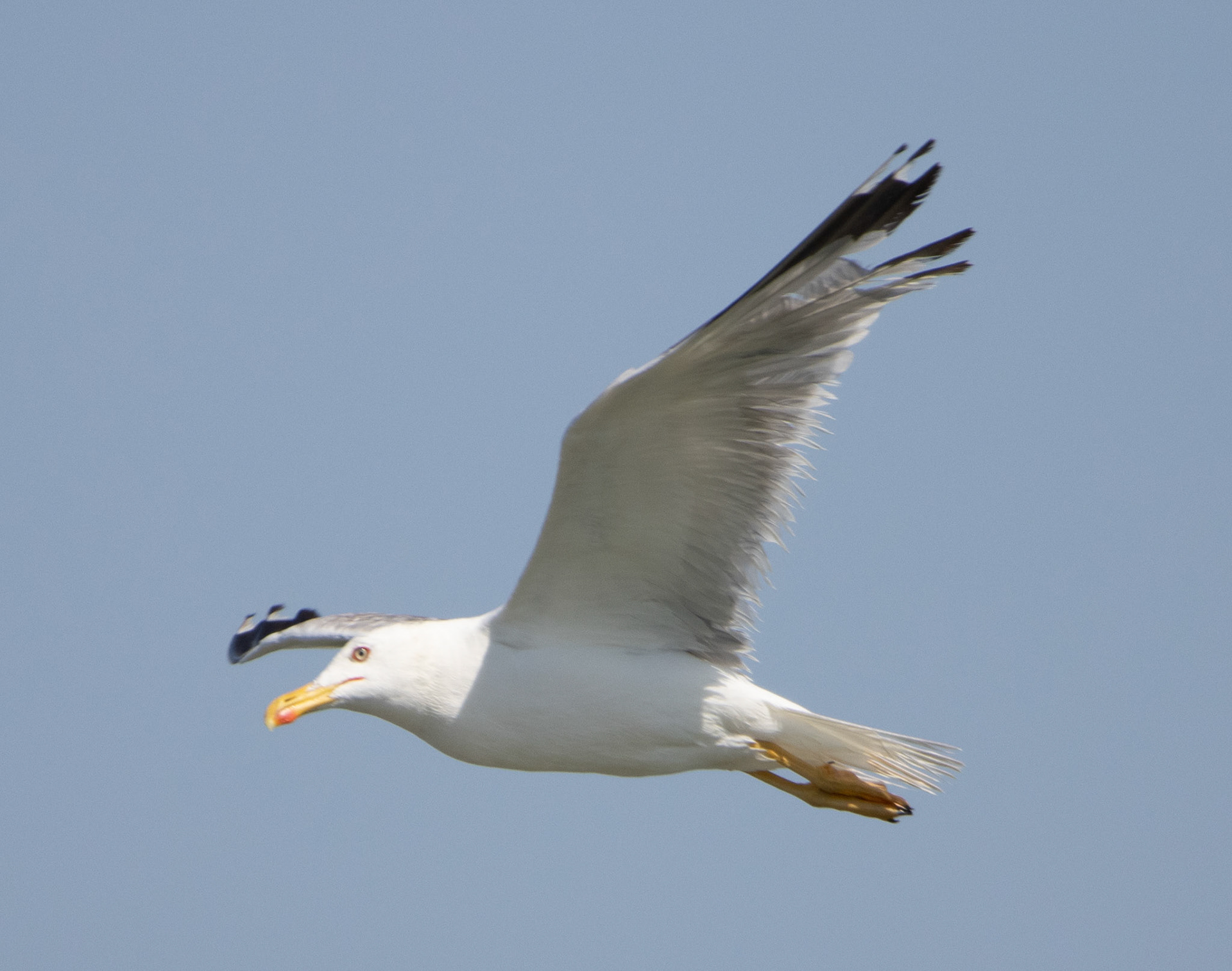 Yellow-legged Gull