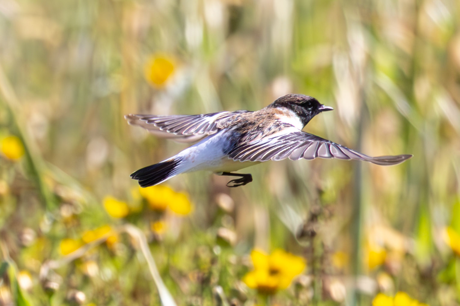 Caspian Stonechat