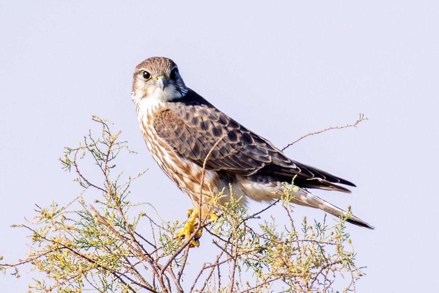 Merlin