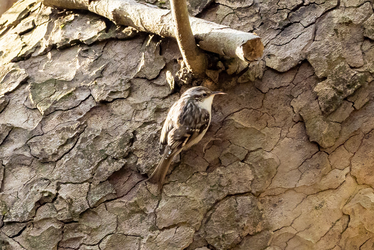 Short-toed Treecreeper