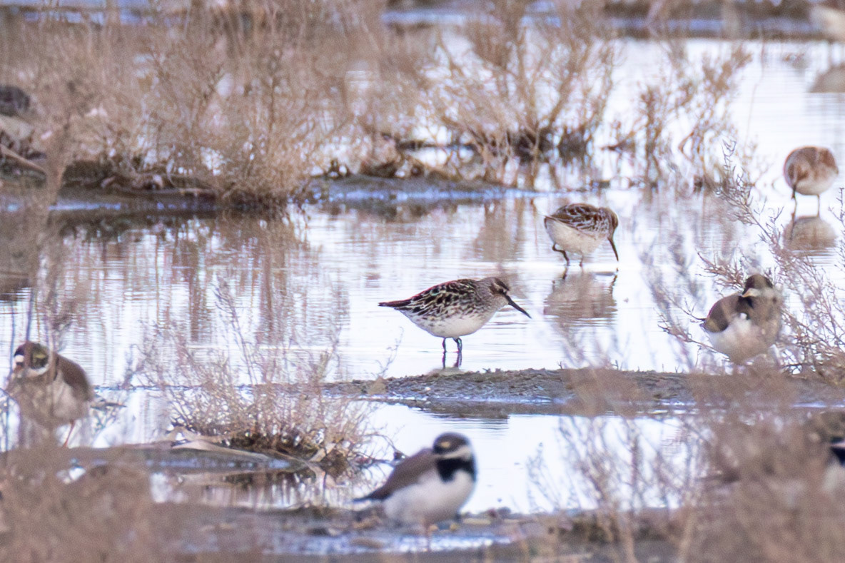 Broad-billed Sandpiper