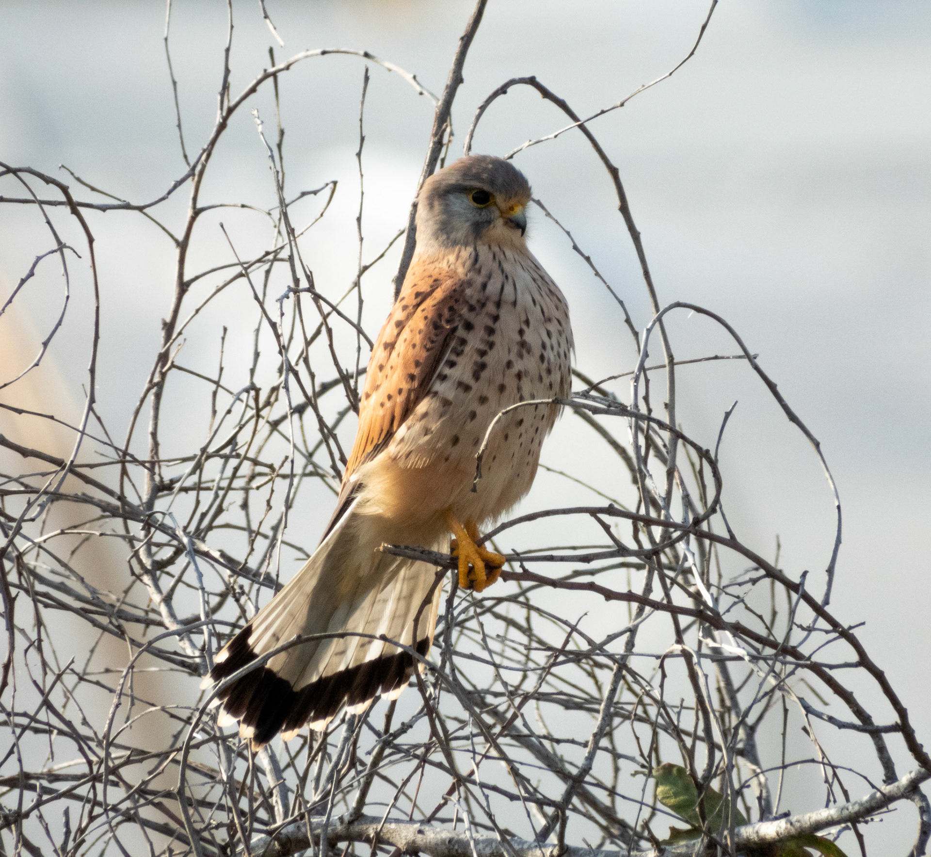 Kestrel
