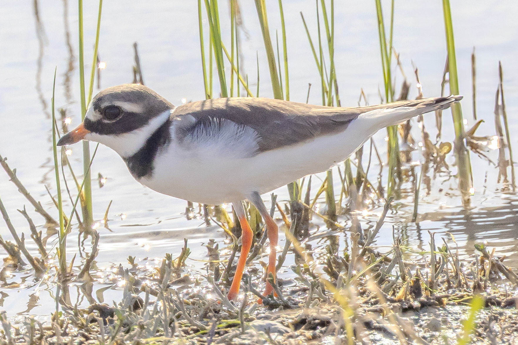 Ringed Plover