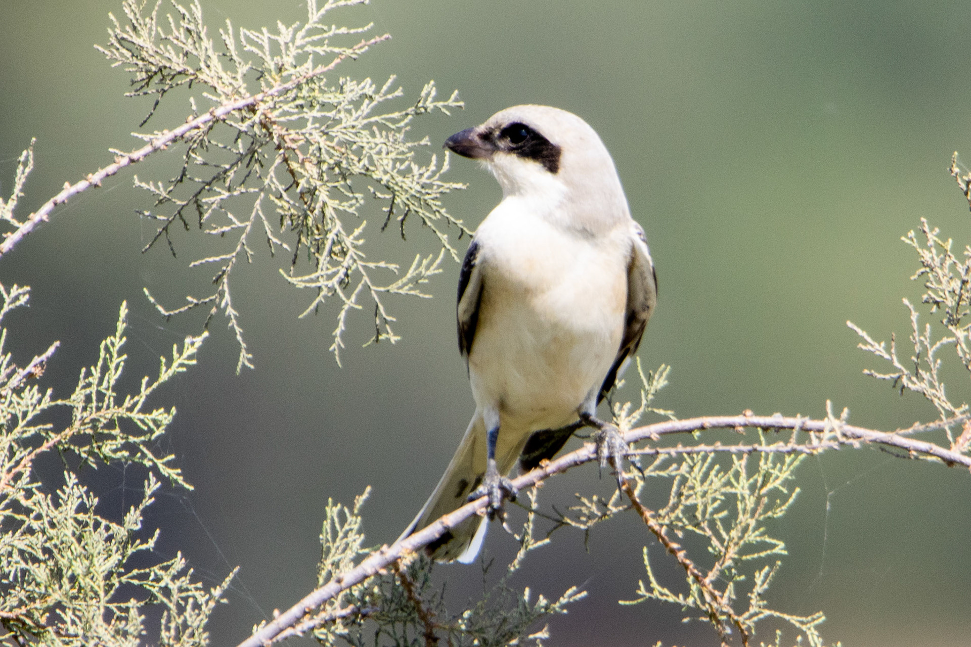 Lesser Grey Shrike