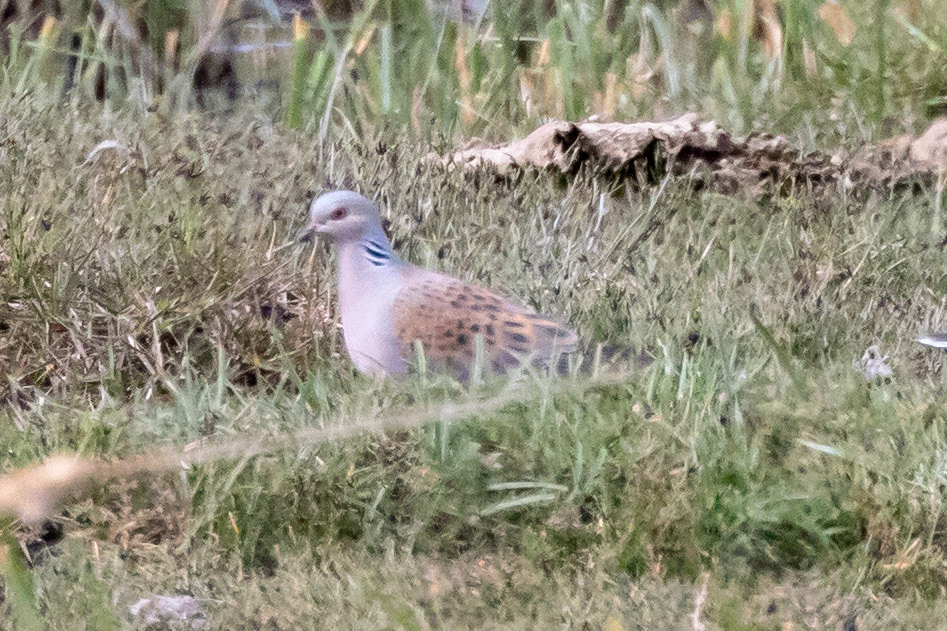 Turtle Dove