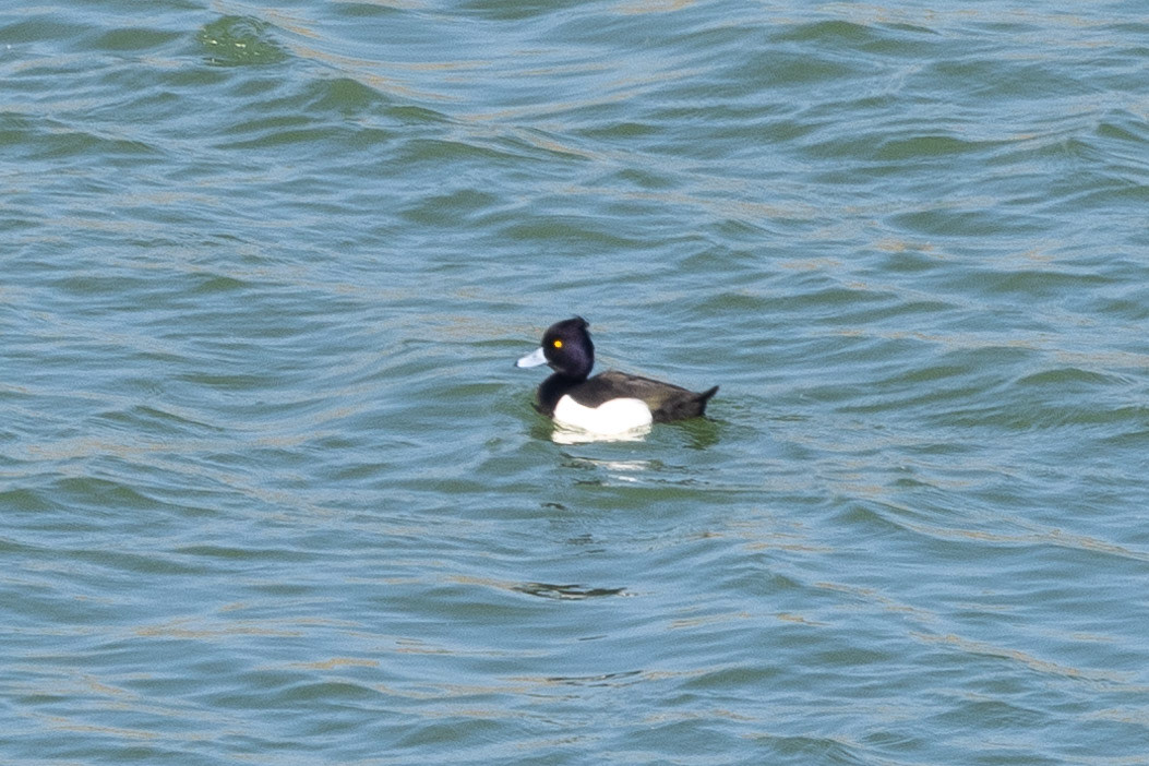 Tufted Duck male