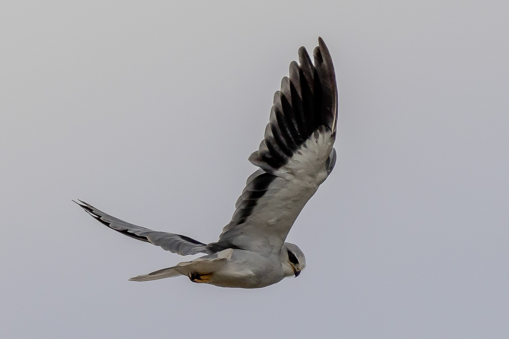 Black-winged Kite