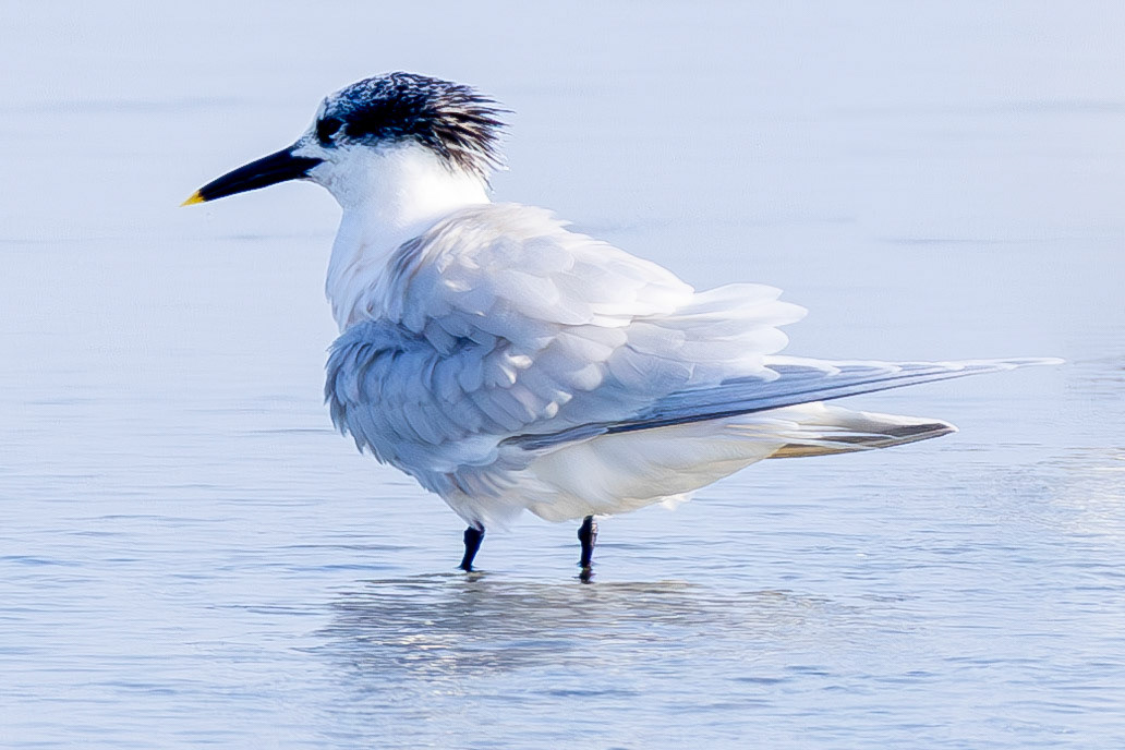 Sandwich Tern