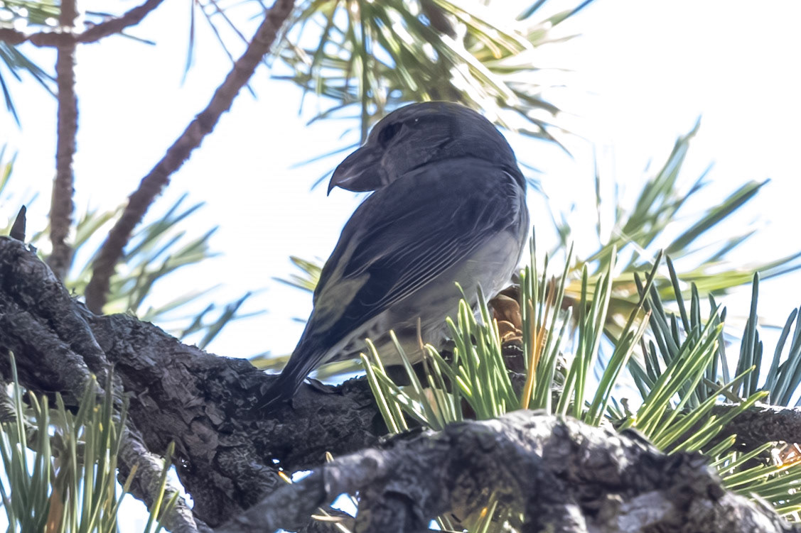 Crossbill