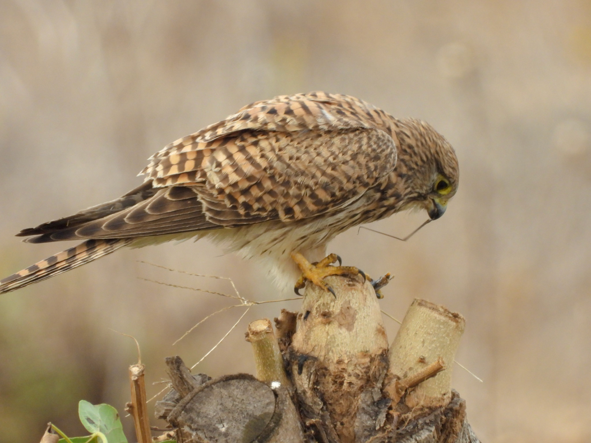 Kestrel
