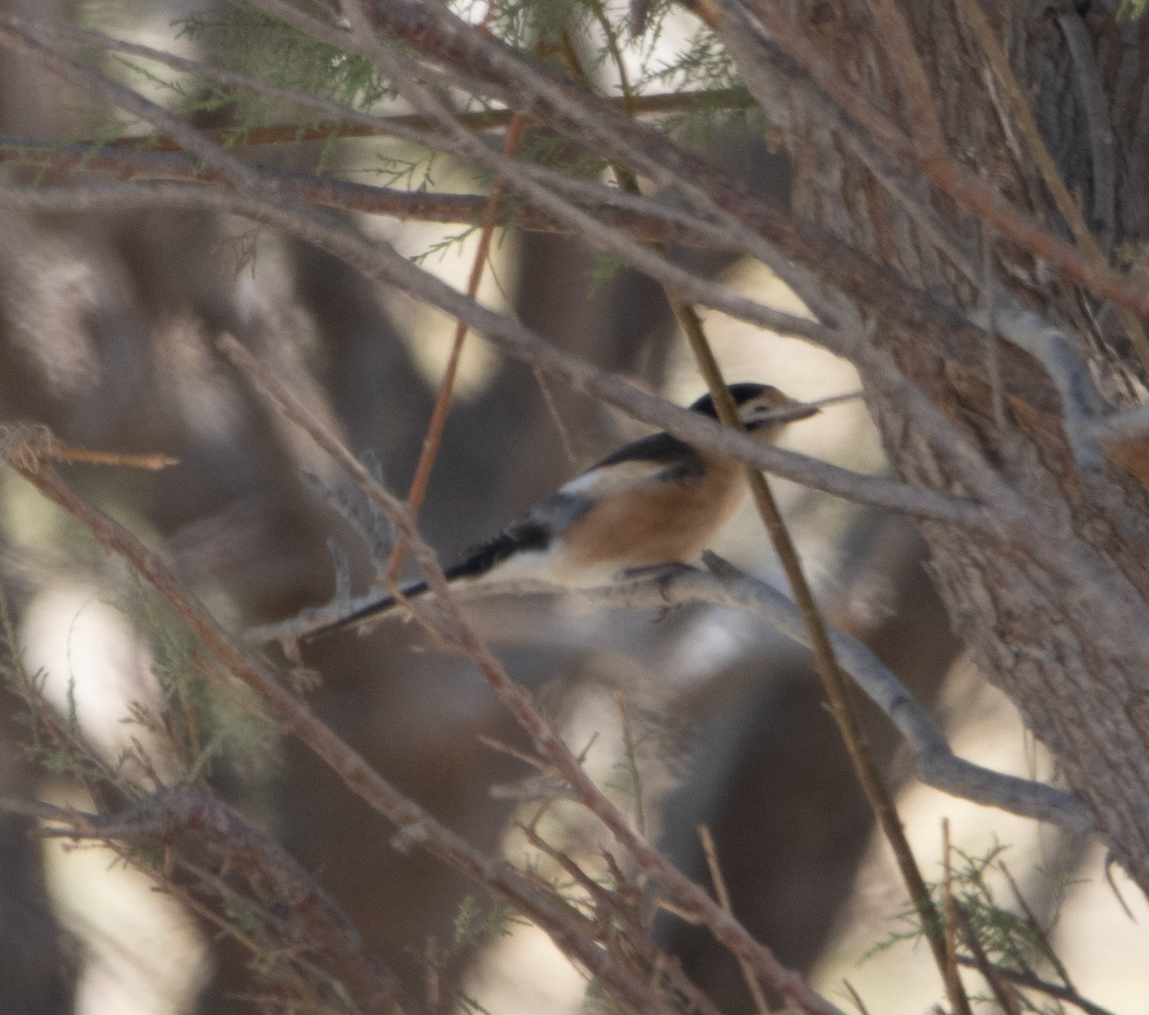 Maksed Shrike