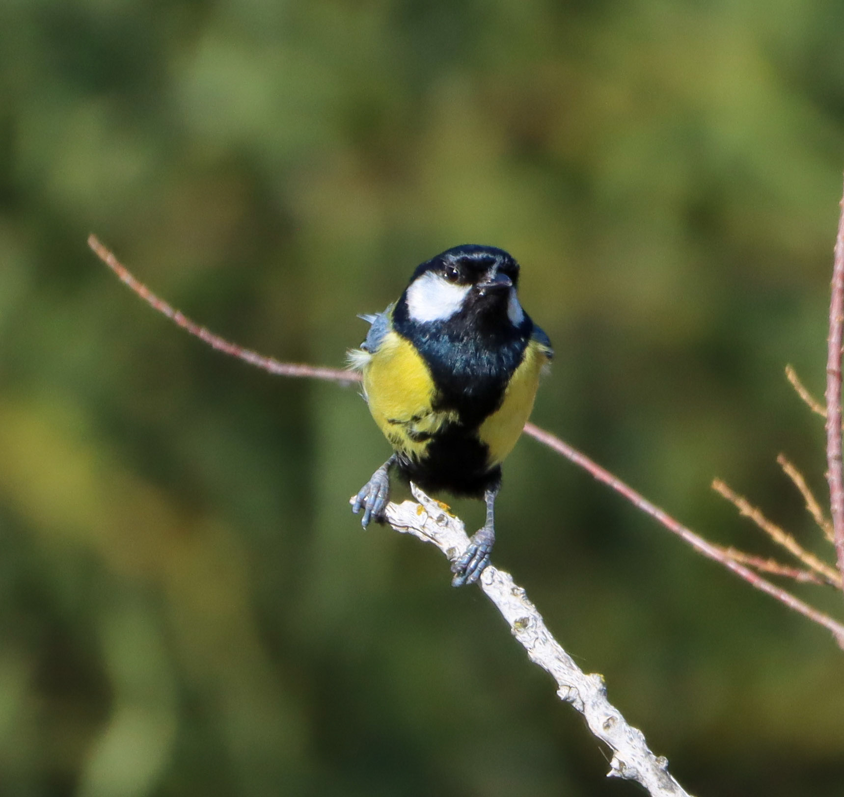 Great Tit