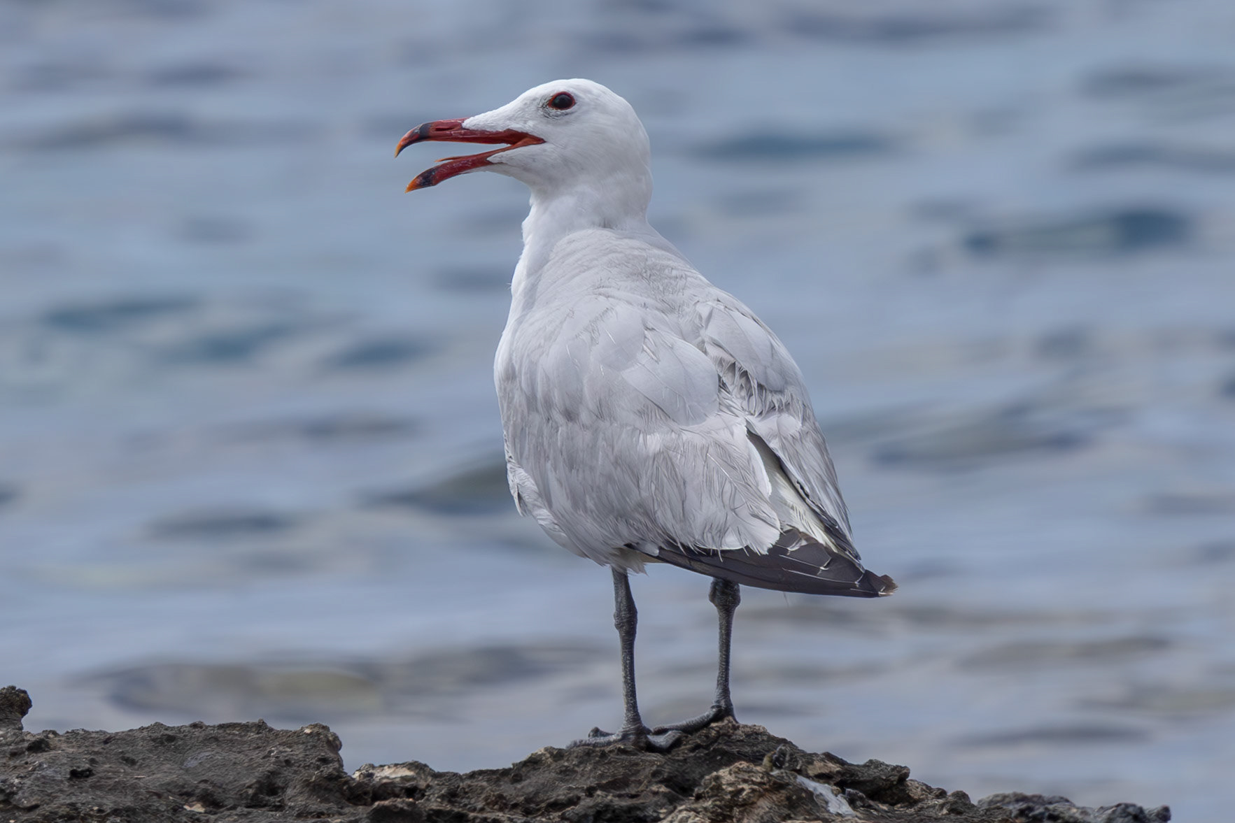 Audouins Gull