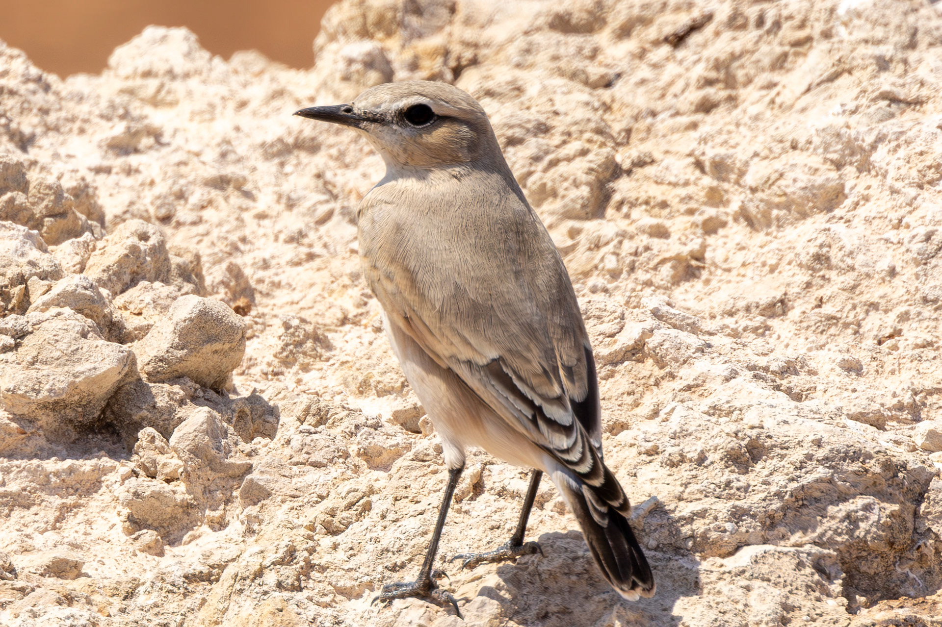 Isabelline Wheatear