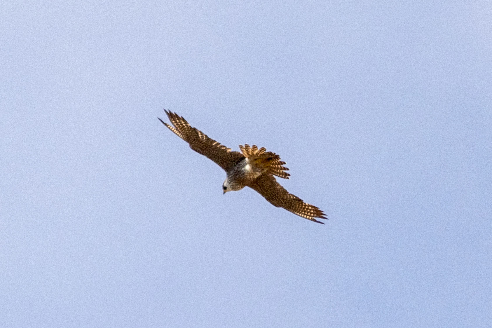Peregrine Falcon