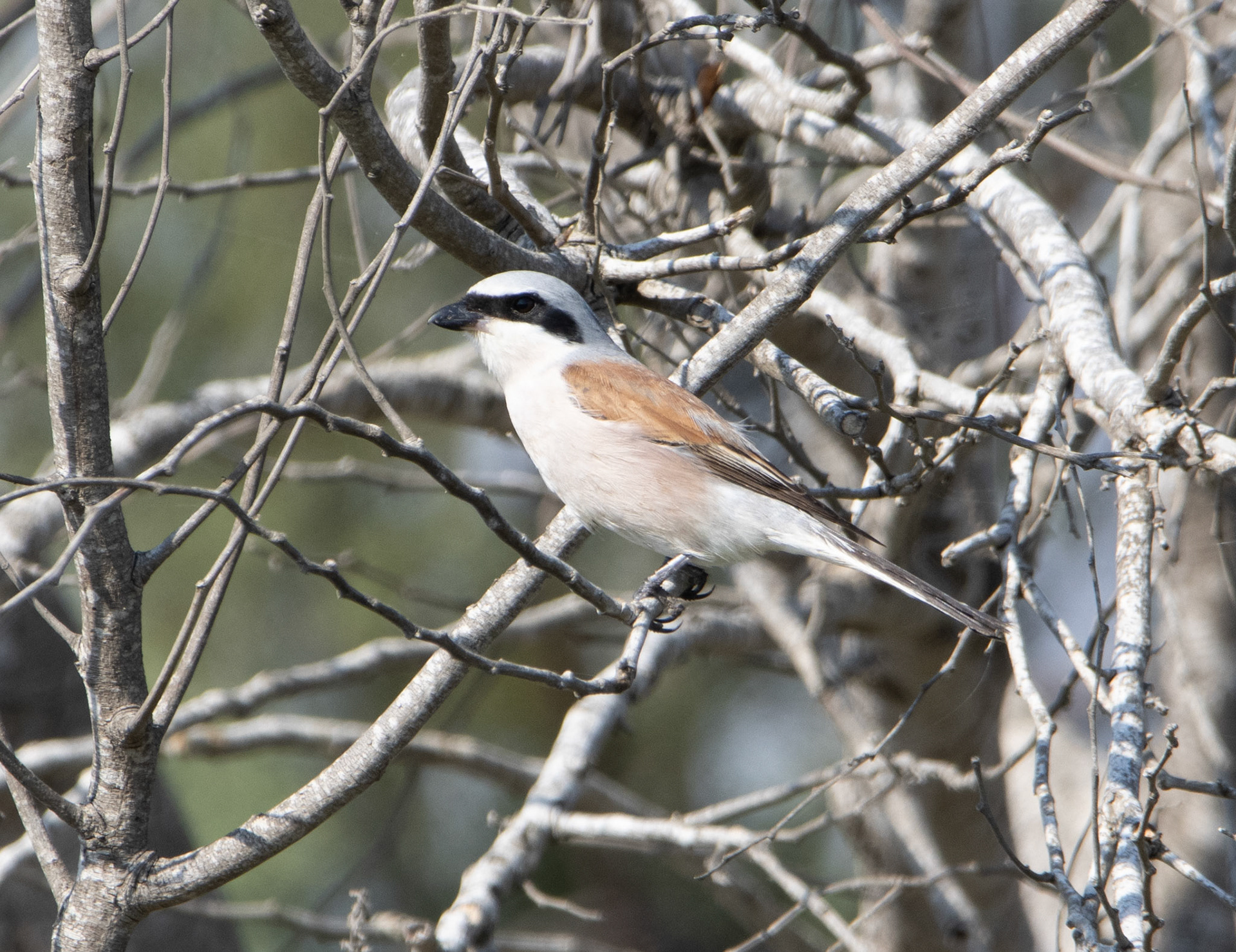 Red-backed Shrike