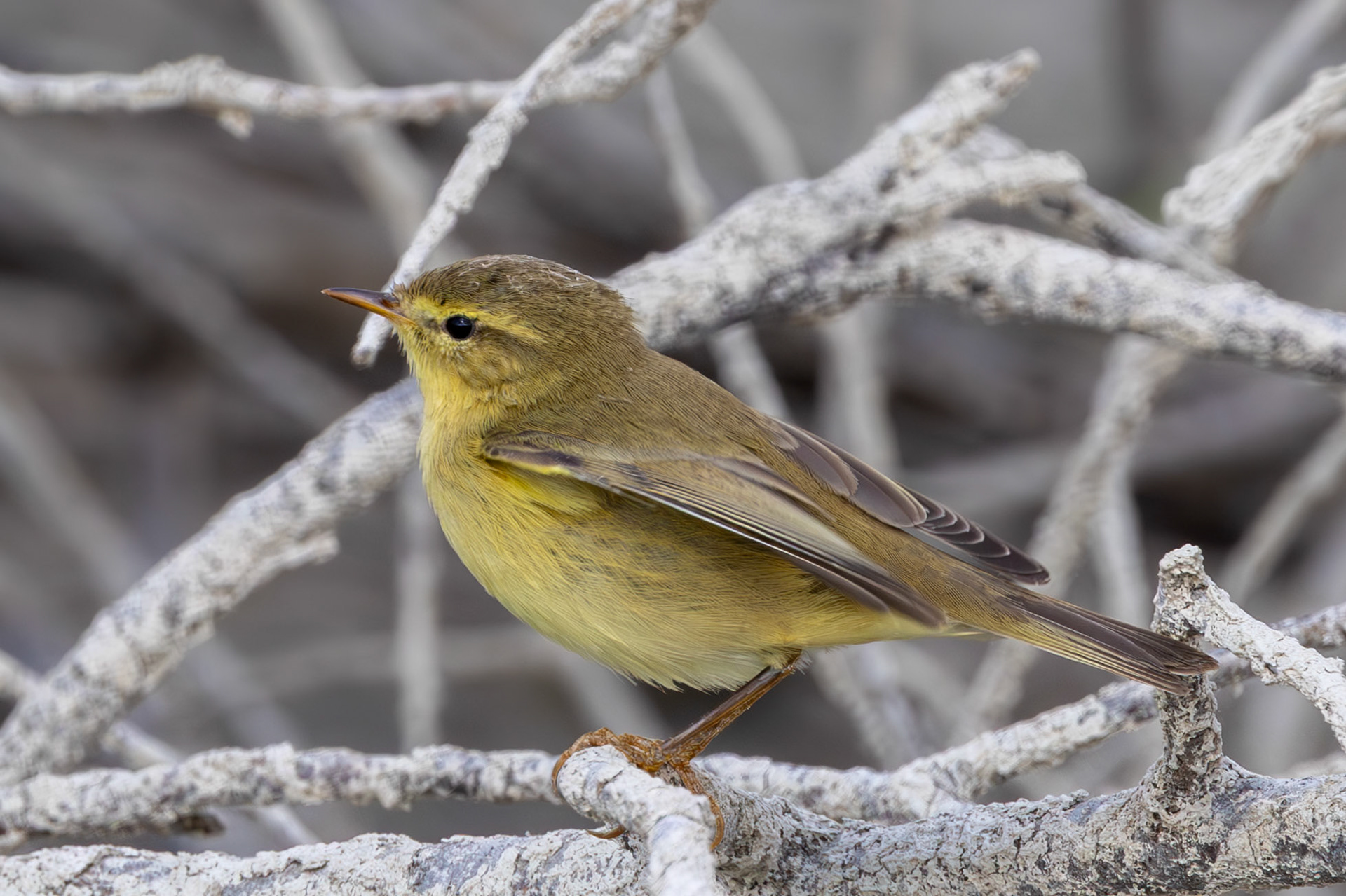 Chiffchaff