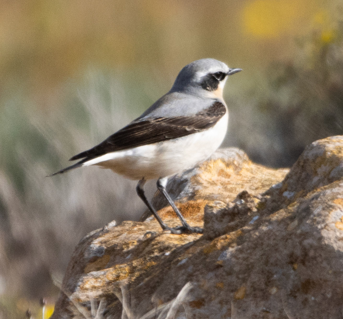 Wheatear