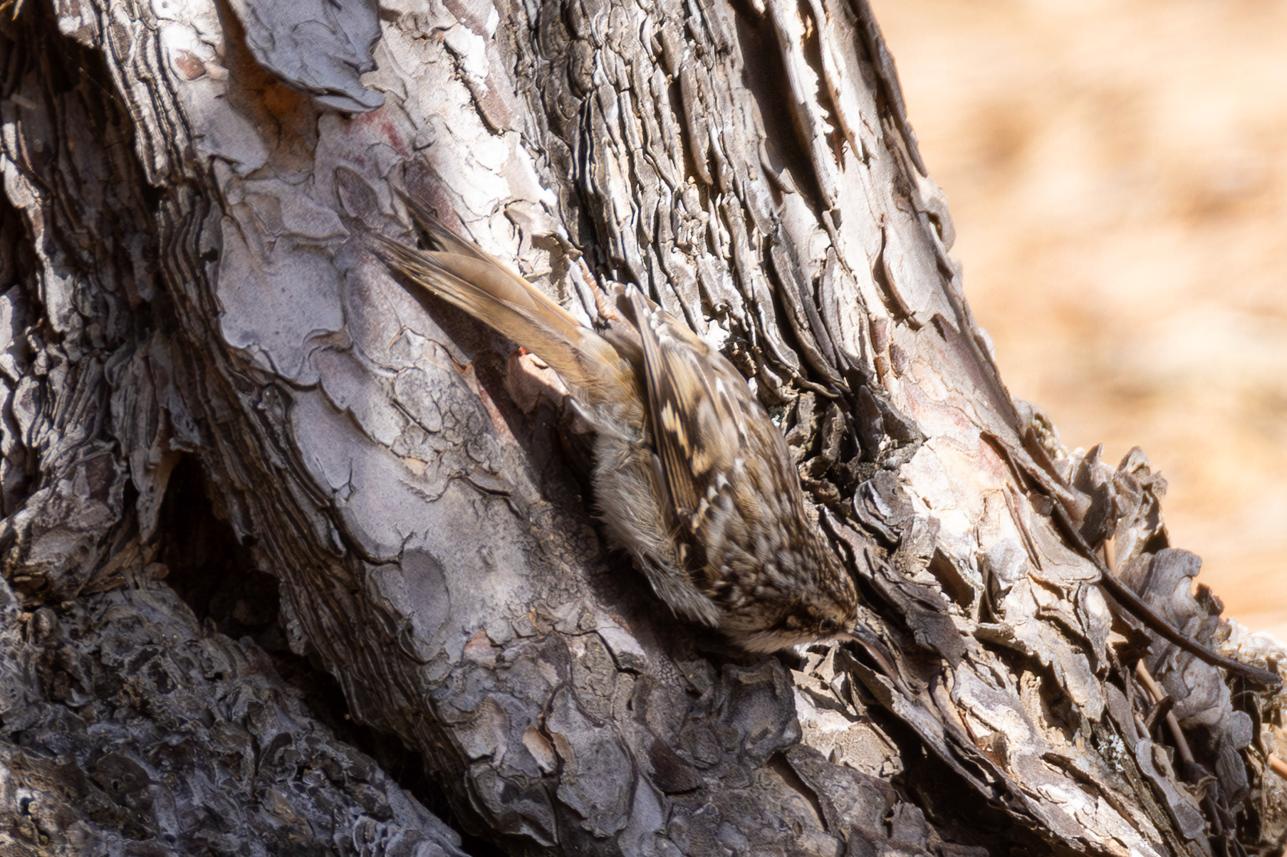 Short-toed Treecreeper