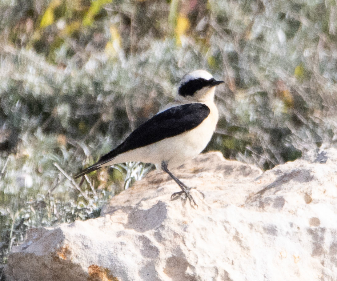 Black-eared Wheatear