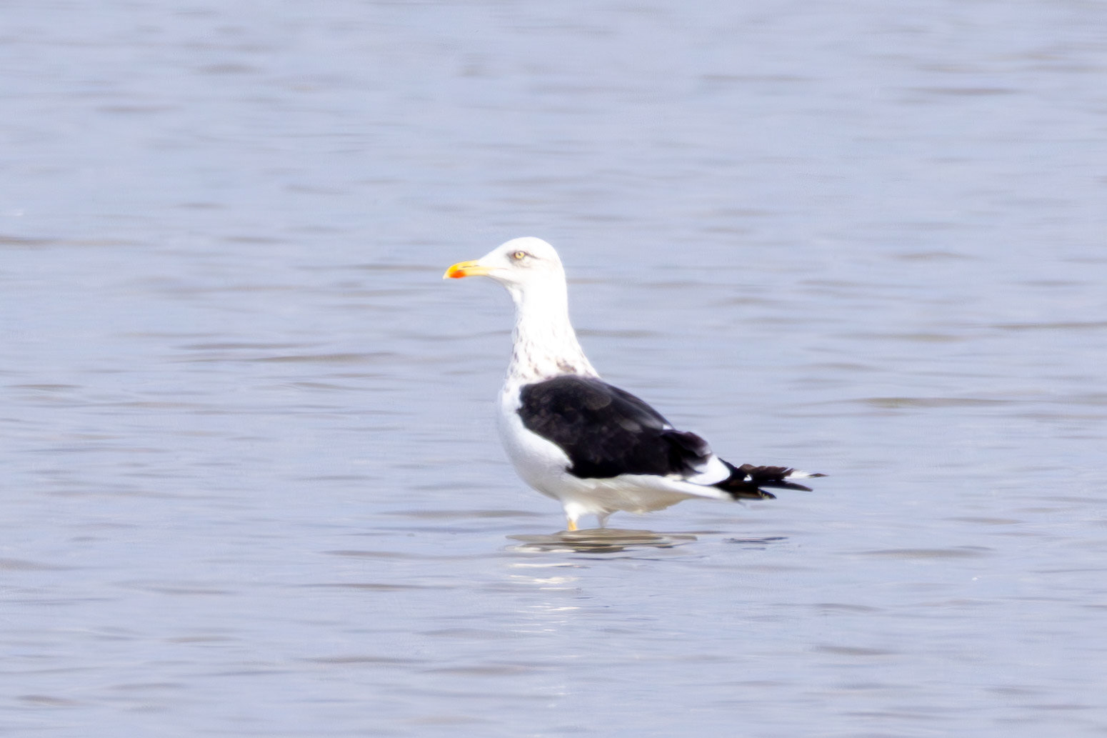 Baltic Gull