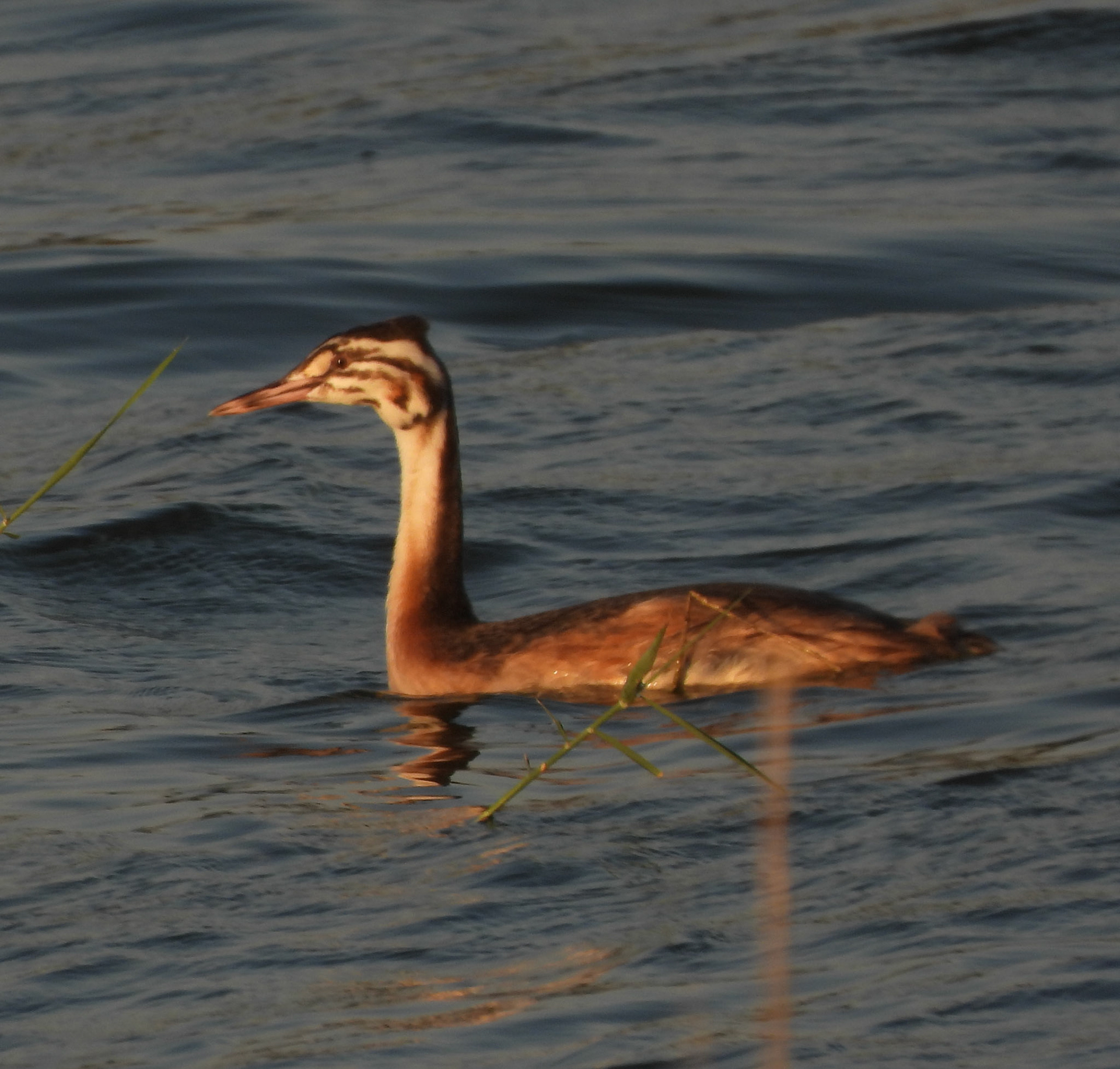 Great Crested Grebe