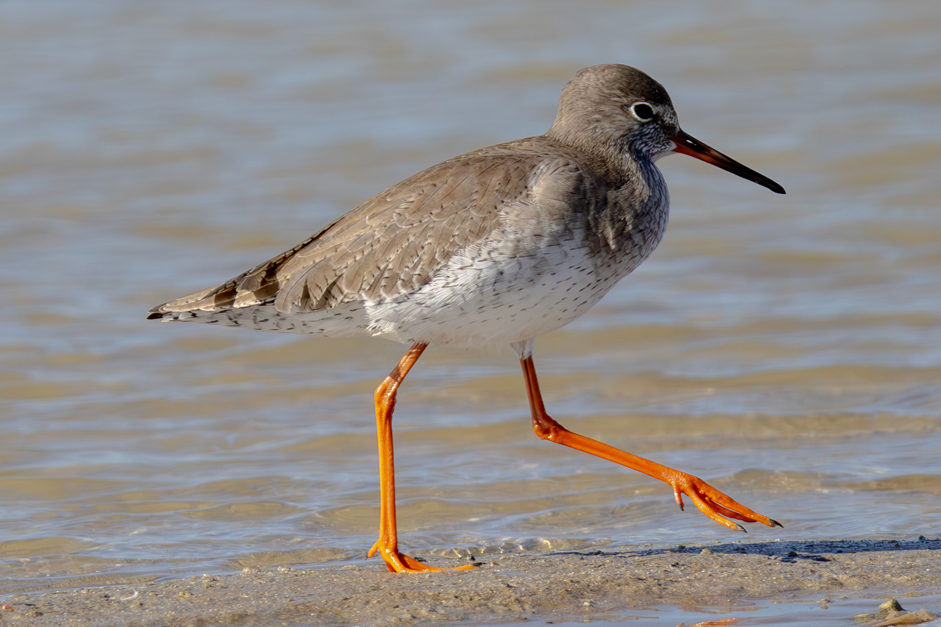 Redshank