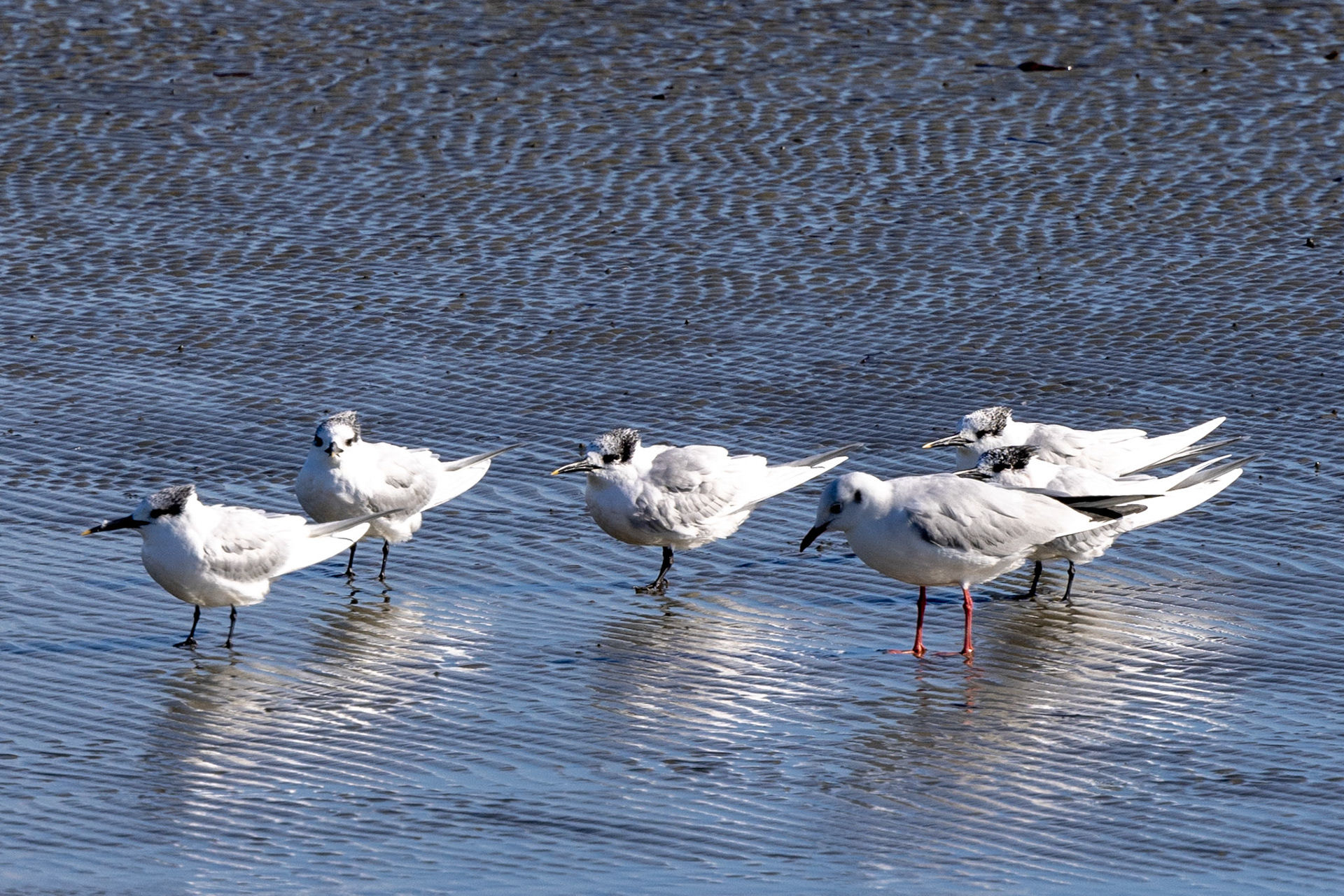 Sandwich Terns