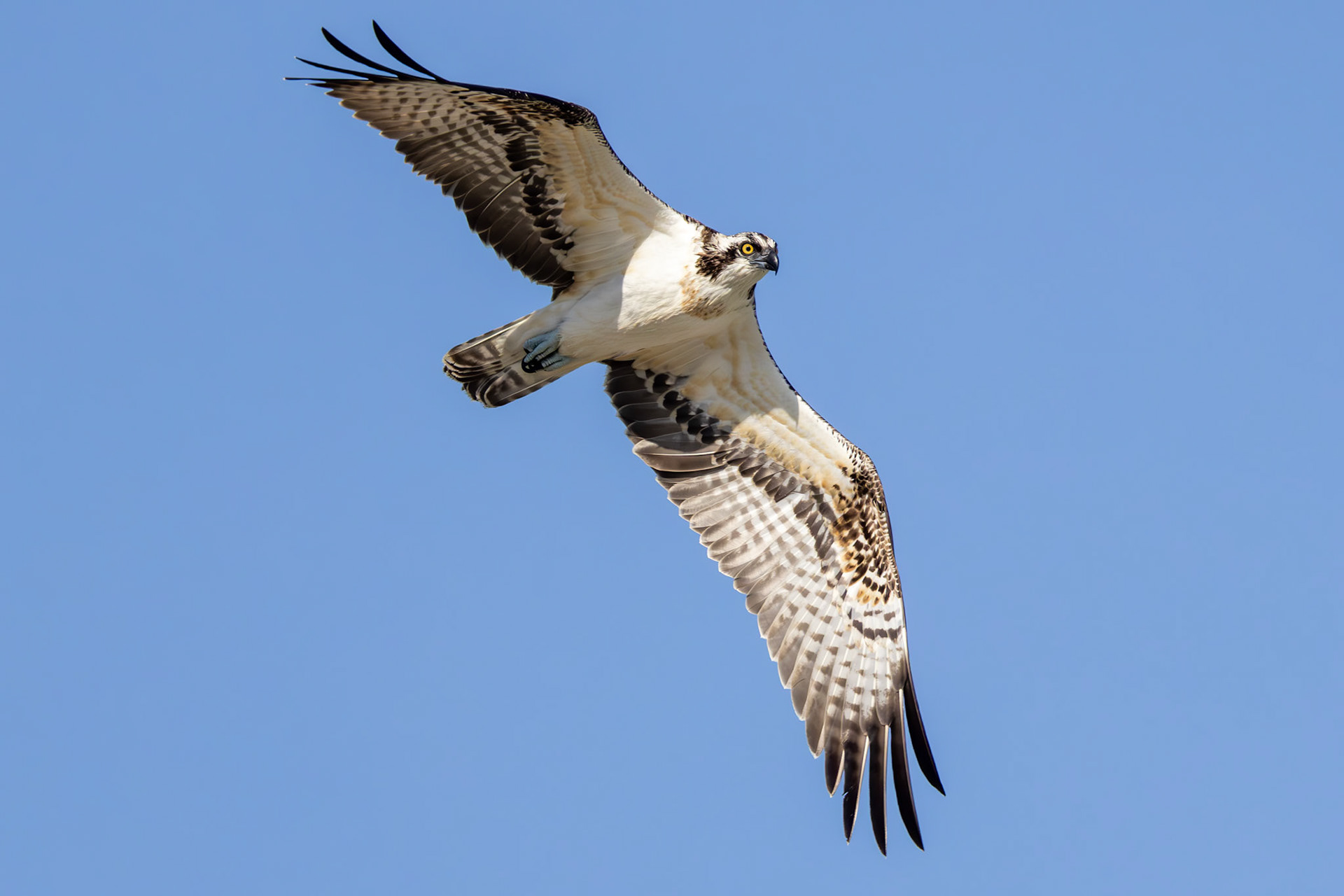 Osprey