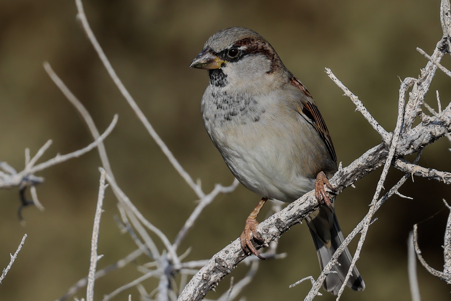 House Sparrow