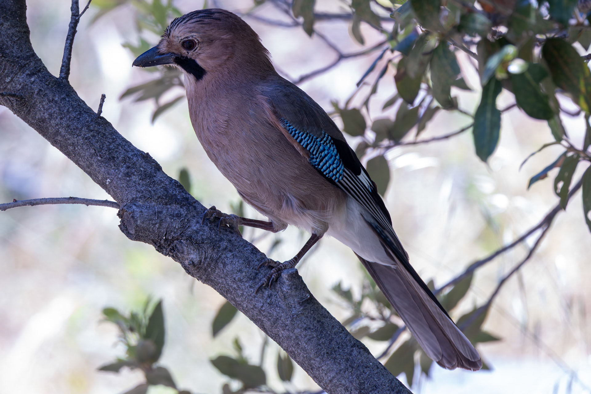 Eurasian Jay